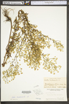 Symphyotrichum ontarionis by WV University Herbarium