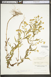 Symphyotrichum ontarionis by WV University Herbarium