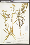 Symphyotrichum boreale by WV University Herbarium