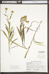 Symphyotrichum boreale by WV University Herbarium