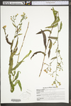 Symphyotrichum laeve var. concinnum by WV University Herbarium