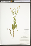 Symphyotrichum laeve var. concinnum by WV University Herbarium