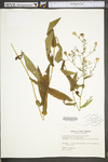 Symphyotrichum laeve var. laeve by WV University Herbarium