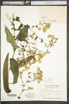Symphyotrichum laeve var. laeve by WV University Herbarium