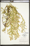 Symphyotrichum lanceolatum ssp. lanceolatum var. lanceolatum by WV University Herbarium