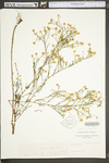 Symphyotrichum depauperatum by WV University Herbarium