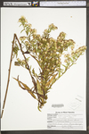 Symphyotrichum lanceolatum ssp. lanceolatum var. lanceolatum by WV University Herbarium