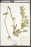 Symphyotrichum lanceolatum ssp. Lanceolatum var. lanceolatum by WV University Herbarium