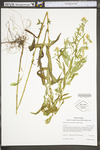 Symphyotrichum lanceolatum by WV University Herbarium