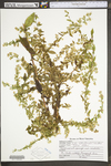 Symphyotrichum lateriflorum by WV University Herbarium