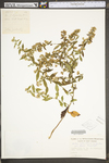Symphyotrichum lateriflorum by WV University Herbarium