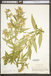 Symphyotrichum praealtum by WV University Herbarium