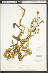 Symphyotrichum praealtum by WV University Herbarium