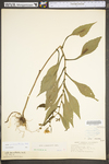 Symphyotrichum prenanthoides by WV University Herbarium