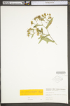 Symphyotrichum prenanthoides by WV University Herbarium