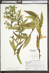Symphyotrichum puniceum var. puniceum by WV University Herbarium
