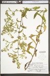 Symphyotrichum puniceum var. puniceum by WV University Herbarium