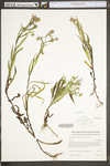 Symphyotrichum puniceum by WV University Herbarium