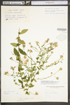 Symphyotrichum patens var. patens by WV University Herbarium