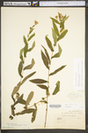 Symphyotrichum phlogifolium by WV University Herbarium