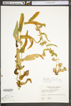 Symphyotrichum phlogifolium by WV University Herbarium