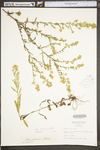 Symphyotrichum pilosum var. pilosum by WV University Herbarium