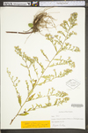 Symphyotrichum pilosum var. pringlei by WV University Herbarium