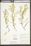Aster pilosus var. demotus by WV University Herbarium