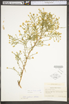 Symphyotrichum pilosum var. pilosum by WV University Herbarium