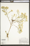 Symphyotrichum pilosum var. pringlei by WV University Herbarium
