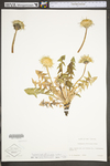 Taraxacum officinale ssp. officinale by WV University Herbarium