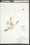 Taraxacum officinale ssp. officinale by WV University Herbarium