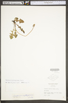 Taraxacum laevigatum by WV University Herbarium