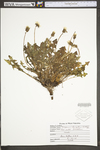 Taraxacum laevigatum by WV University Herbarium