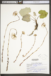 Tussilago farfara by WV University Herbarium