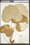 Tussilago farfara by WV University Herbarium