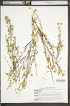 Symphyotrichum racemosum by WV University Herbarium
