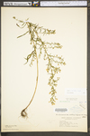 Symphyotrichum racemosum by WV University Herbarium