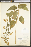 Symphyotrichum shortii by WV University Herbarium