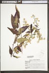 Symphyotrichum shortii by WV University Herbarium