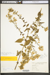 Symphyotrichum undulatum by WV University Herbarium