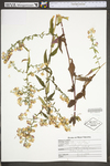 Symphyotrichum undulatum by WV University Herbarium