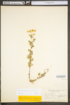 Tanacetum parthenium by WV University Herbarium