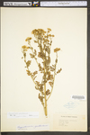Tanacetum parthenium by WV University Herbarium