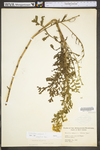 Tanacetum vulgare by WV University Herbarium