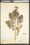 Tanacetum vulgare by WV University Herbarium