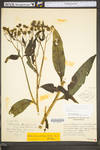 Verbesina alternifolia by WV University Herbarium