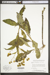 Verbesina alternifolia by WV University Herbarium