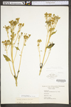 Verbesina occidentalis by WV University Herbarium