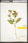 Verbesina occidentalis by WV University Herbarium